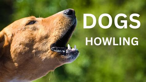 Pack members might also howl to each other before hunting together. . Dogs howling youtube